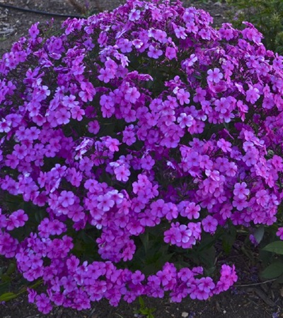 Phlox Cloudburst